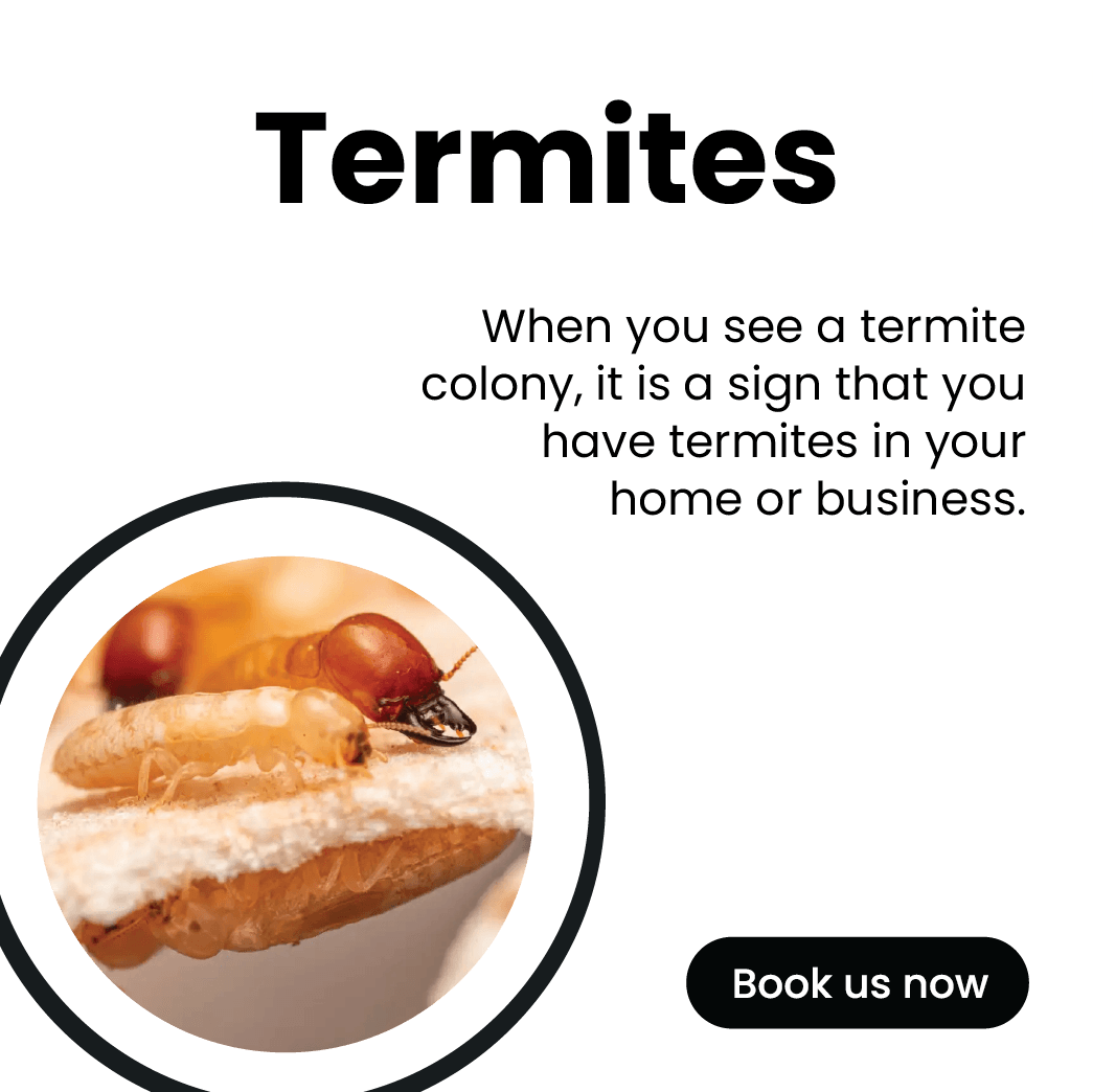 Get'm pest control Get'm pest control