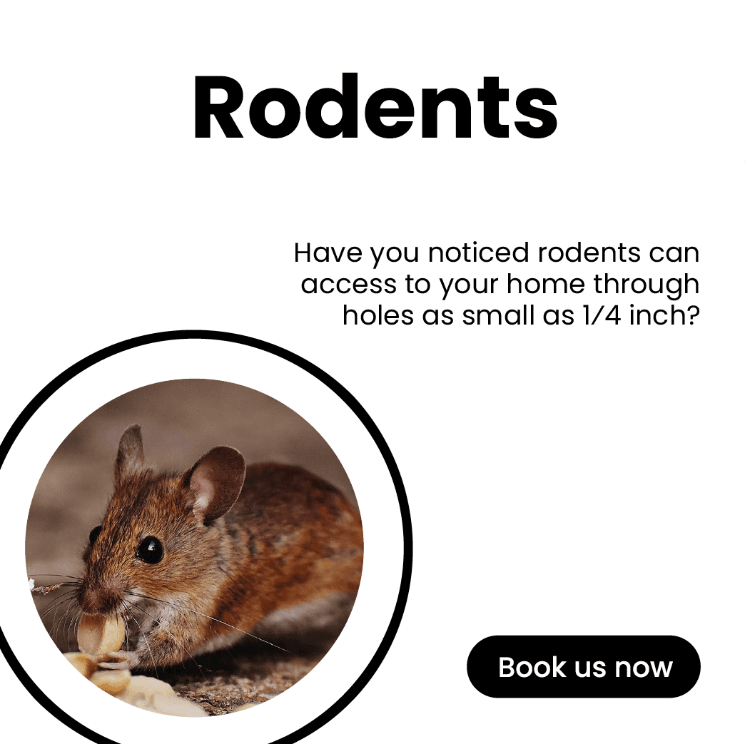 Get'm pest control Get'm pest control