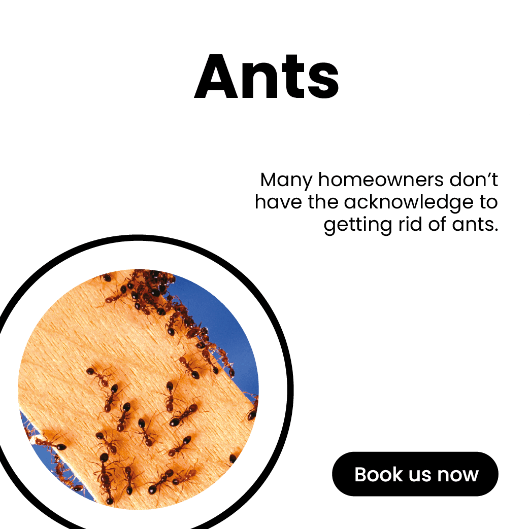 Get'm pest control Get'm pest control