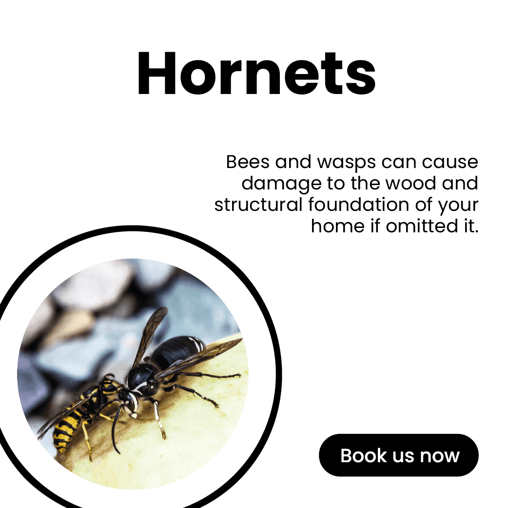 Get'm pest control Get'm pest control