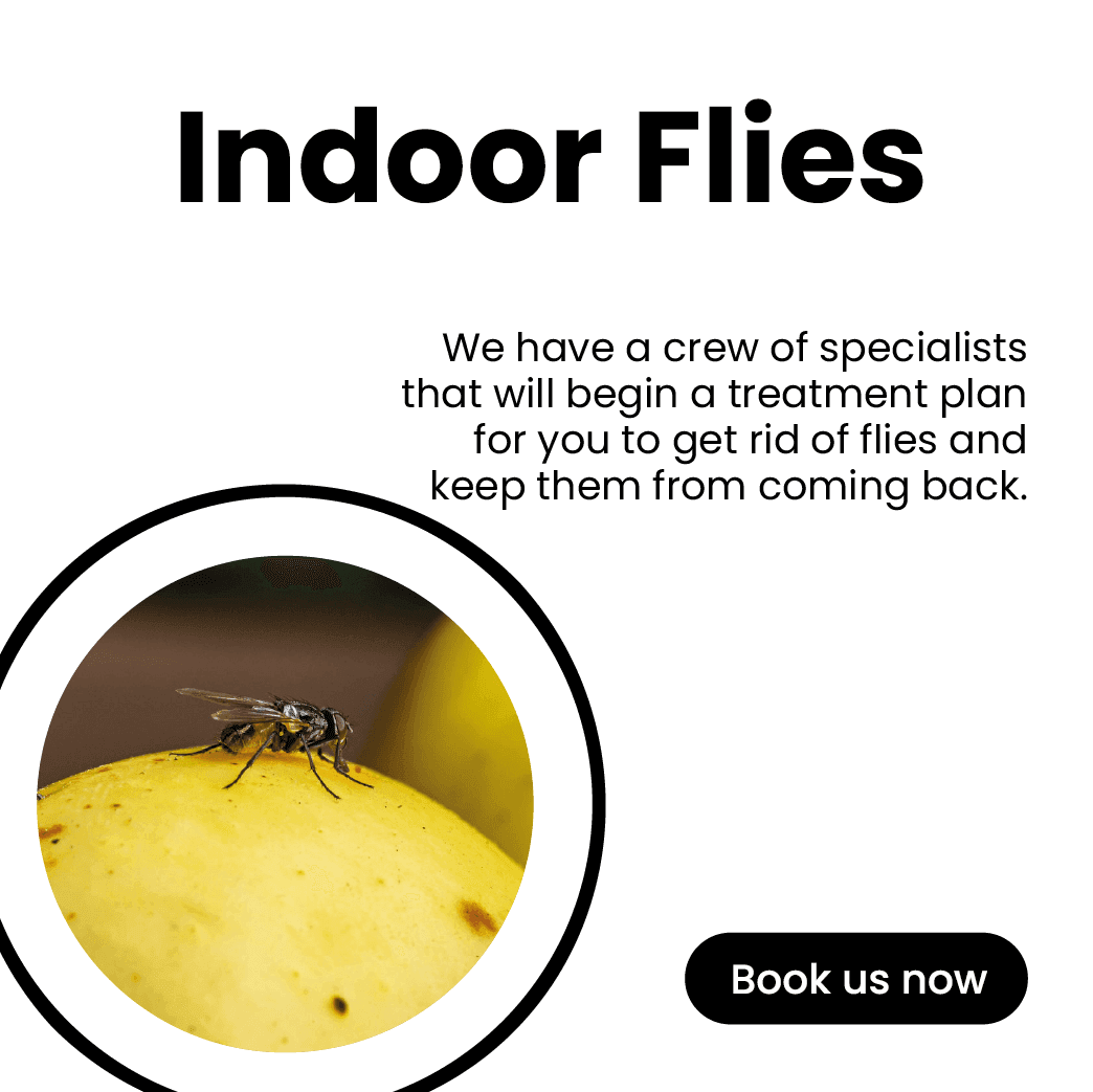 Get'm pest control Get'm pest control