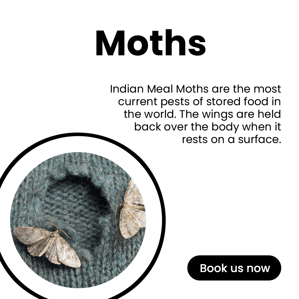 Get'm pest control Get'm pest control