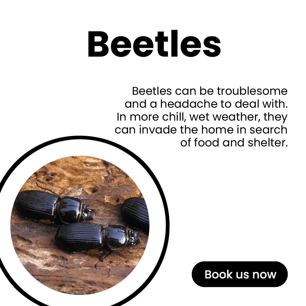 Get'm pest control Get'm pest control